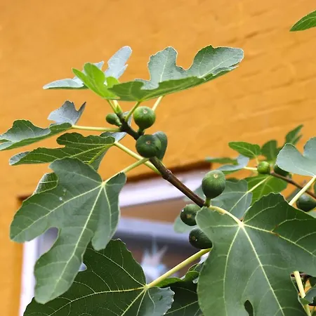 Kanns מלון Åkirkeby